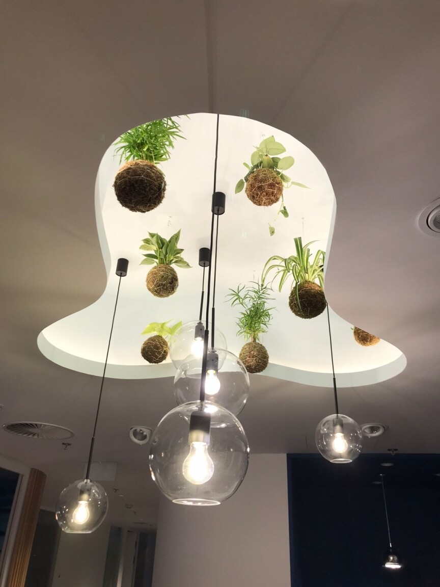 hydroponicky pěstované rostliny zavěšené u stropu mezi svítidly