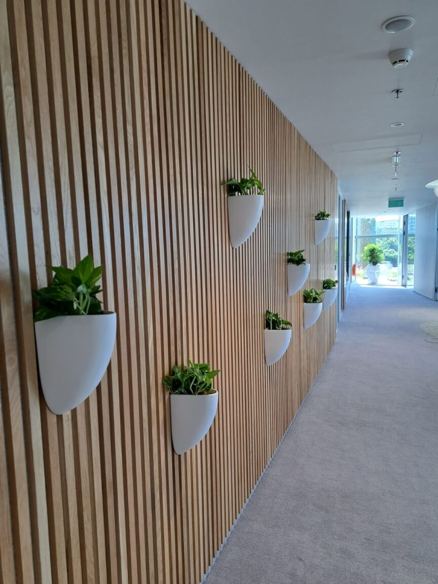 hydroponicky pěstované rostliny v zavěšených květináčích na stěně